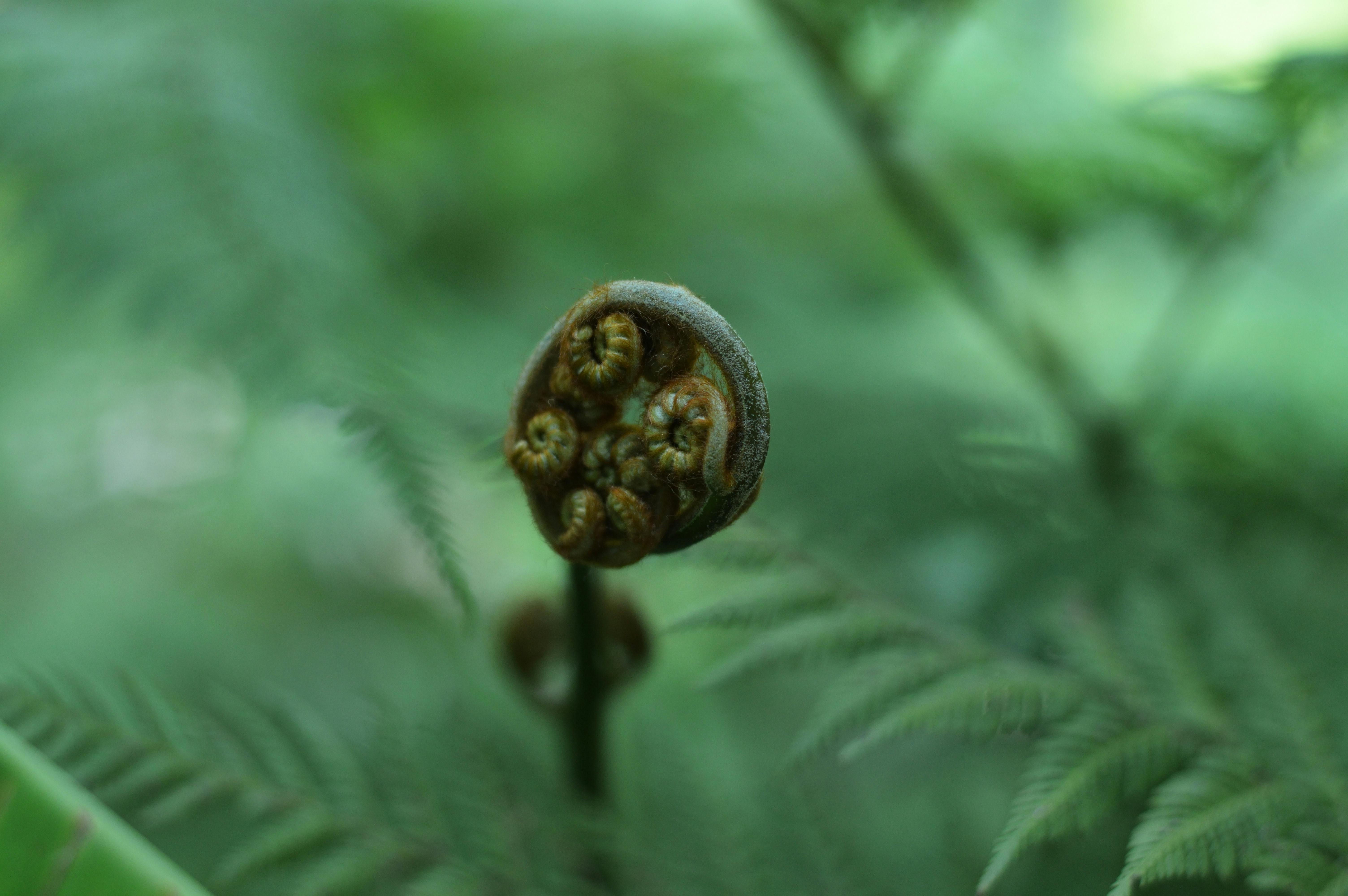 Macro shot of a fern frond uncurling in a lush, green rainforest setting.