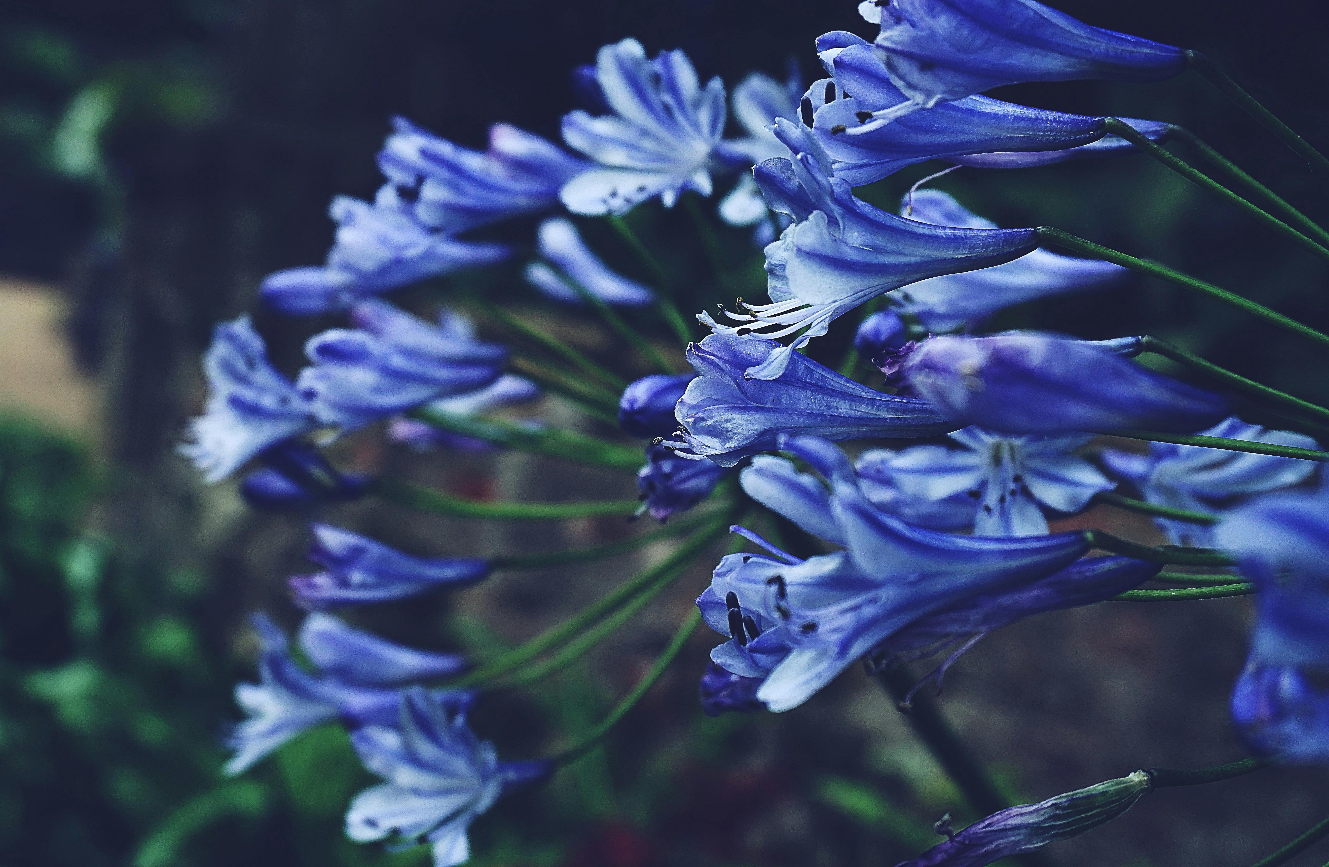Free stock photo of blue flowers, close up, flora