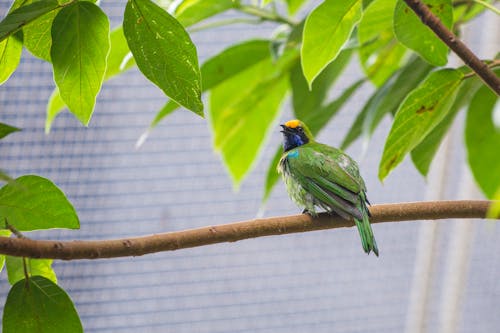 Uccello Verde E Blu Sul Ramo Di Un Albero