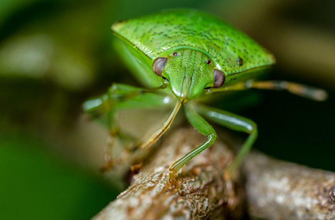 Green Insectd Macro Photography of Green Insect · Free Stock Photo