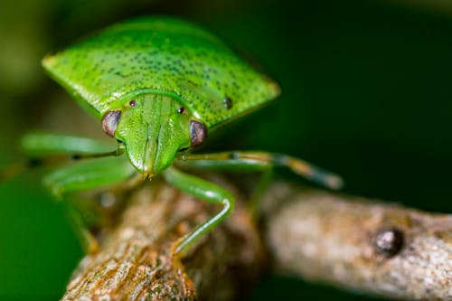 Close-up Photography of Green Bug