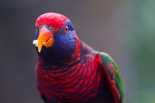 Ritratto Di Uccello Multicolore