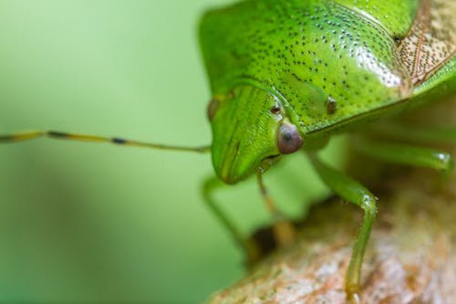 緑の昆虫のマクロ撮影の写真