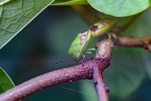 Free Shallow Focus Photography of Green Insect Stock Photo
