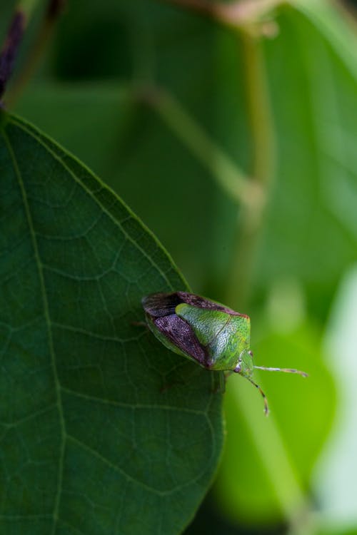Kostenlos Insekt Auf Grünem Blatt Stock-Foto