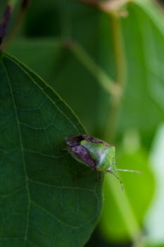这是一张叶子上的绿色臭虫特写图像，清晰地展现了其细致的纹理