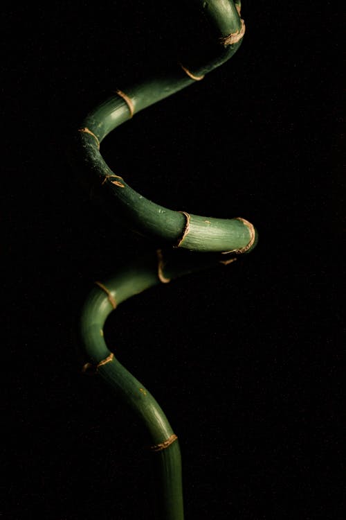 Fotografia De Close Up Da Planta De Bambu Da Sorte