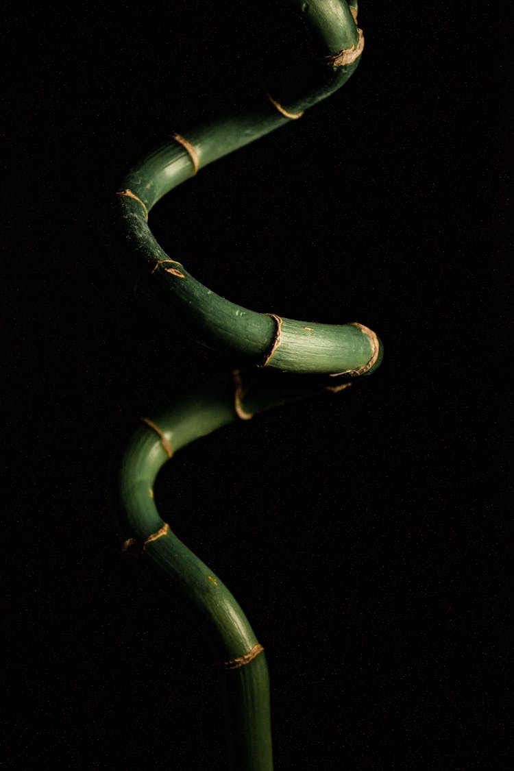 Close-up Photography Of Lucky Bamboo Plant