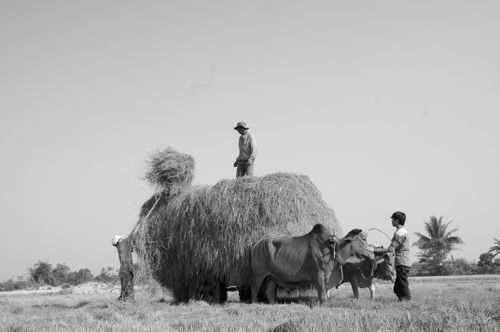Free Black and white image showcasing traditional farming with hay and cattle in Ninh Thuận, Vietnam. Stock Photo