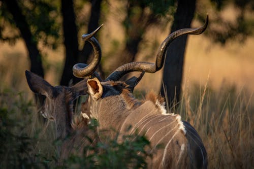 Fotobanka s bezplatnými fotkami na tému Afrika, antilopa, divé zvieratá