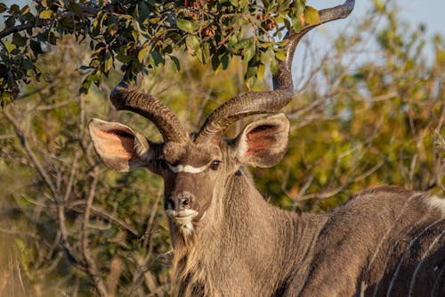 Selective Focus Photography of Brown Antler