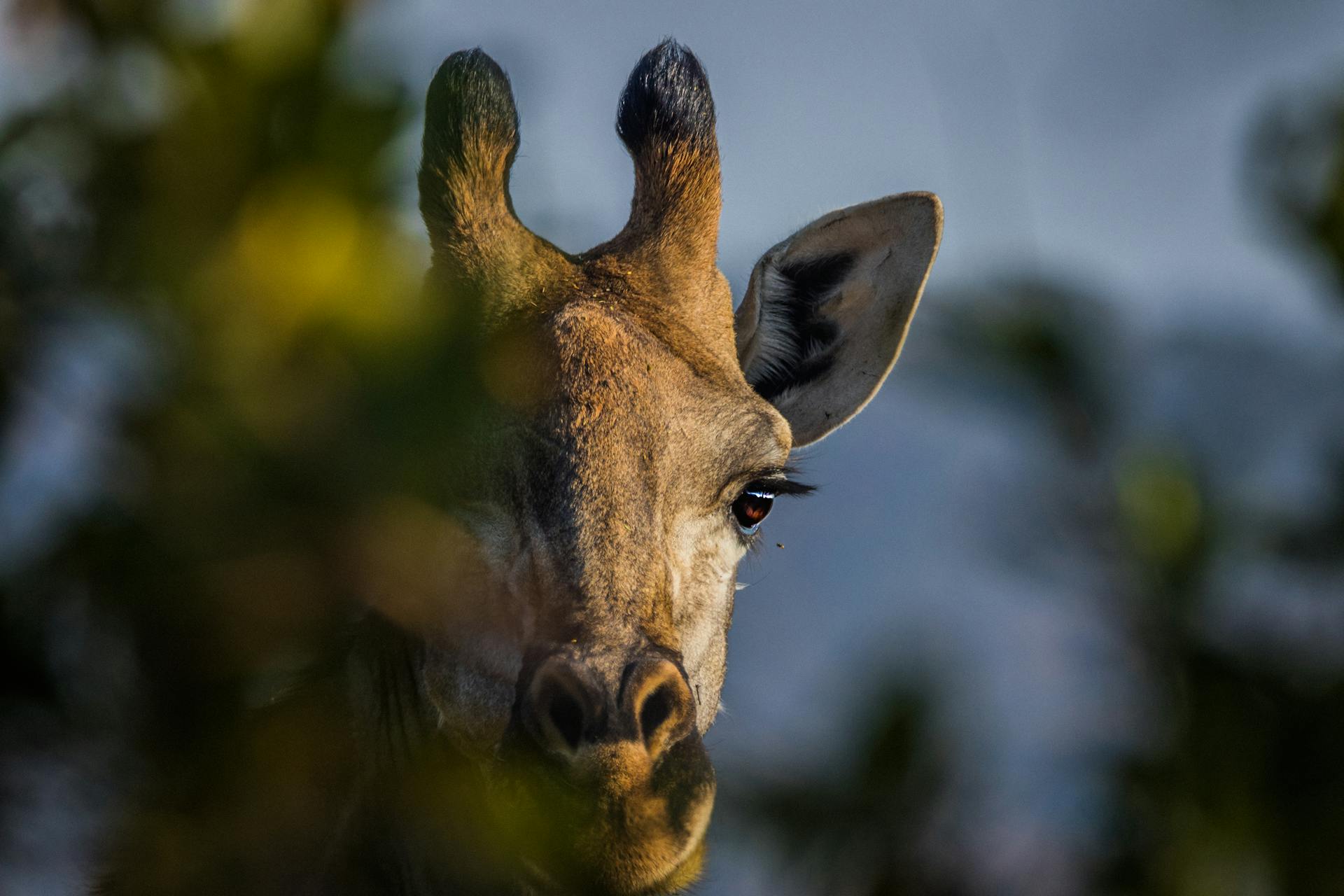 Intimate close-up of a giraffe peeking through foliage in South African park.