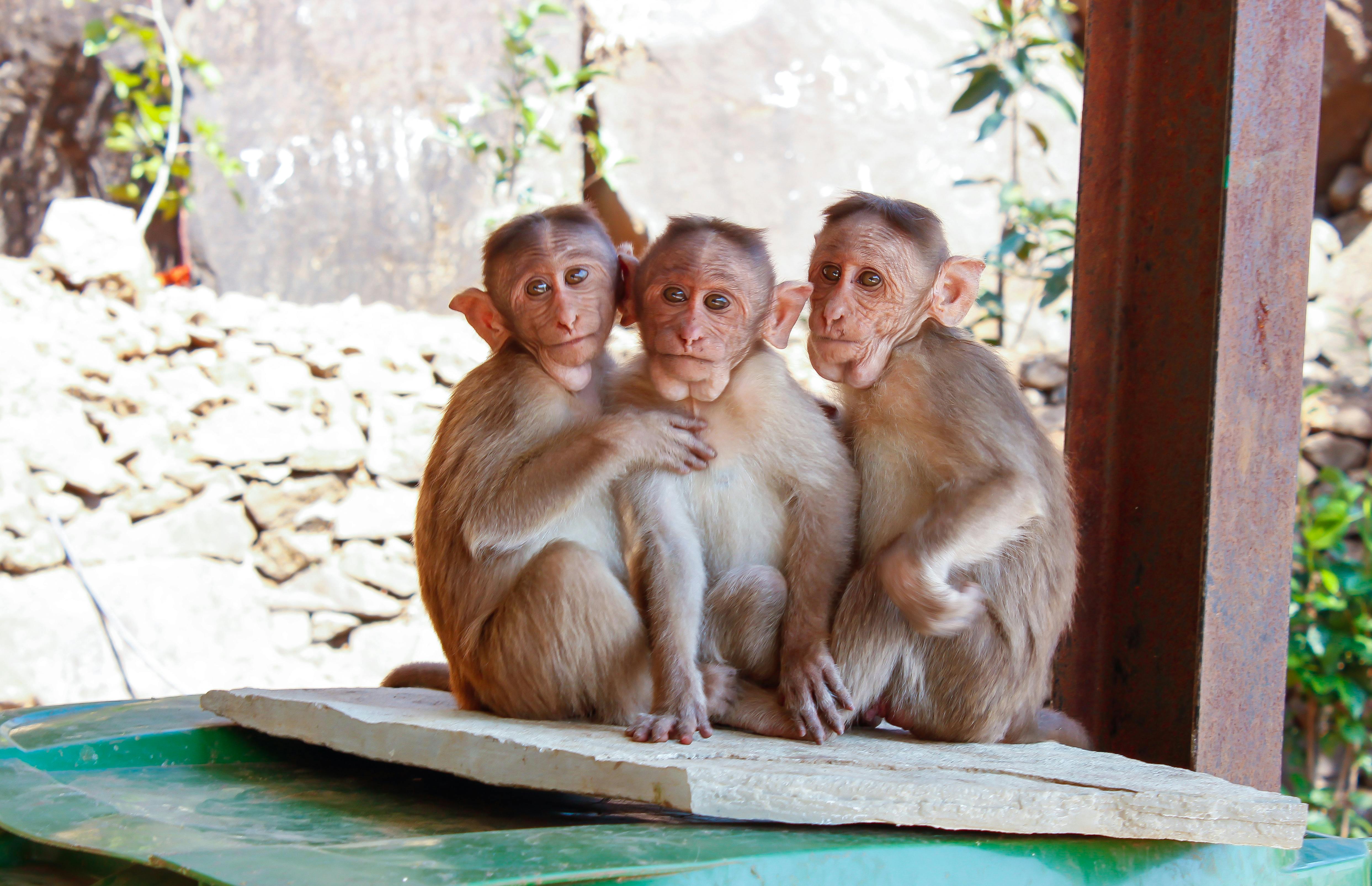 Monkeys on wooden palette | Photo: Pexels