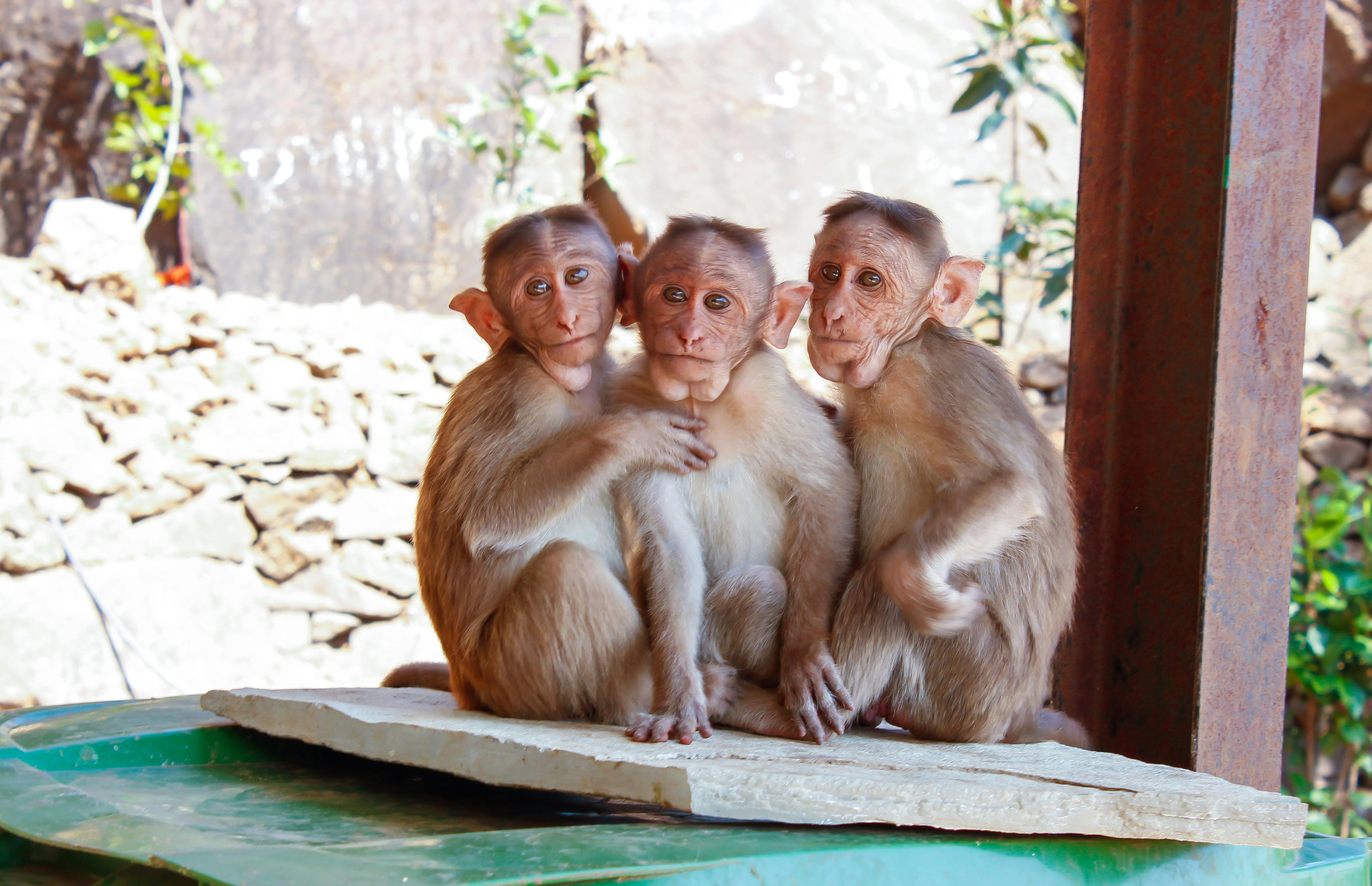 3 Monkeys on Brown Wooden Palette · Free Stock Photo