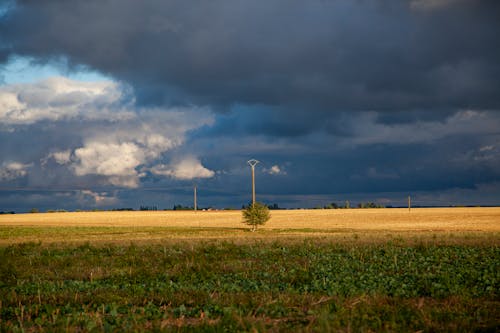 Kostenlos Grünes Grasfeld Und Grüner Baum In Der Mitte Stock-Foto