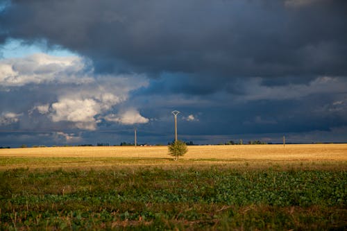 Pole Zielonej Trawy I Zielone Drzewo W środku