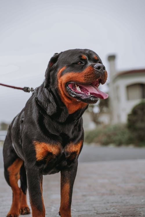 Foto stok gratis anjing hitam, buldog