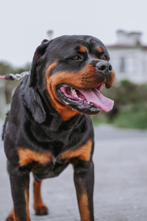 Free stock photo of black dog, bulldog