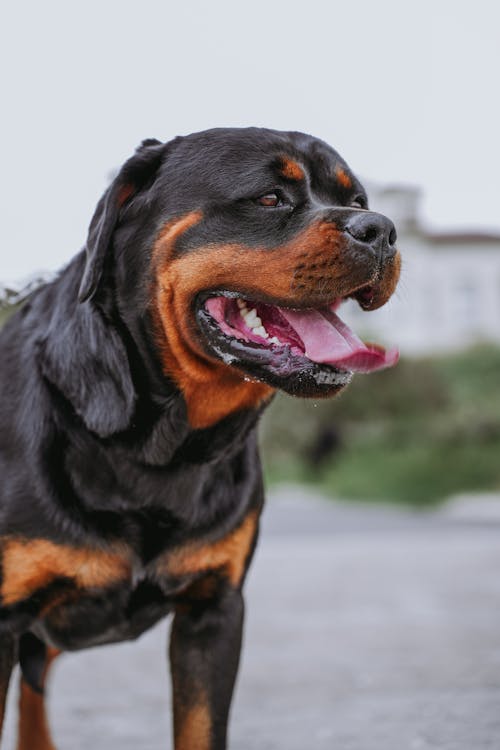 Ingyenes stockfotó buldog, fekete kutya témában