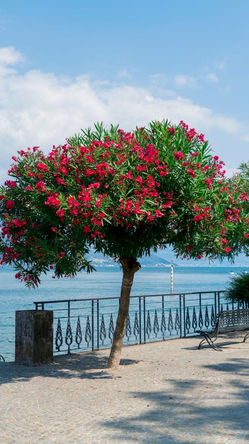 Free A vibrant oleander tree in bloom by a peaceful seaside promenade on a sunny day. Stock Photo