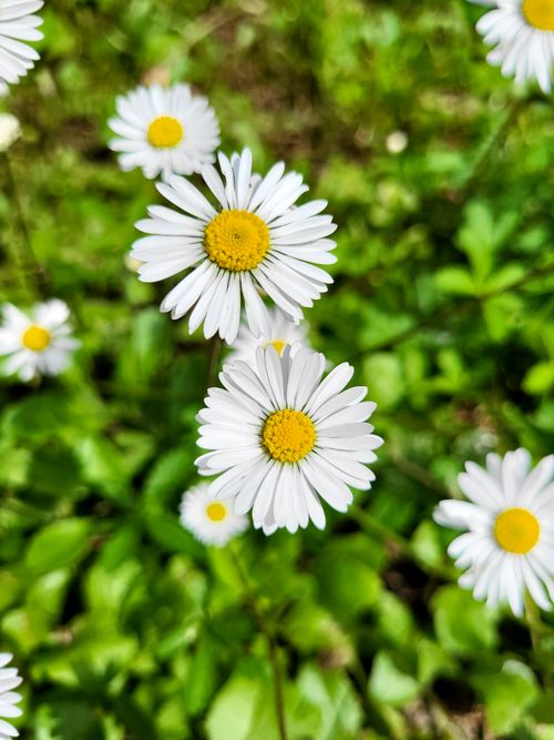 Free Close-up of white daisies in a lush green meadow in Monza, Italy, showcasing natural beauty. Stock Photo
