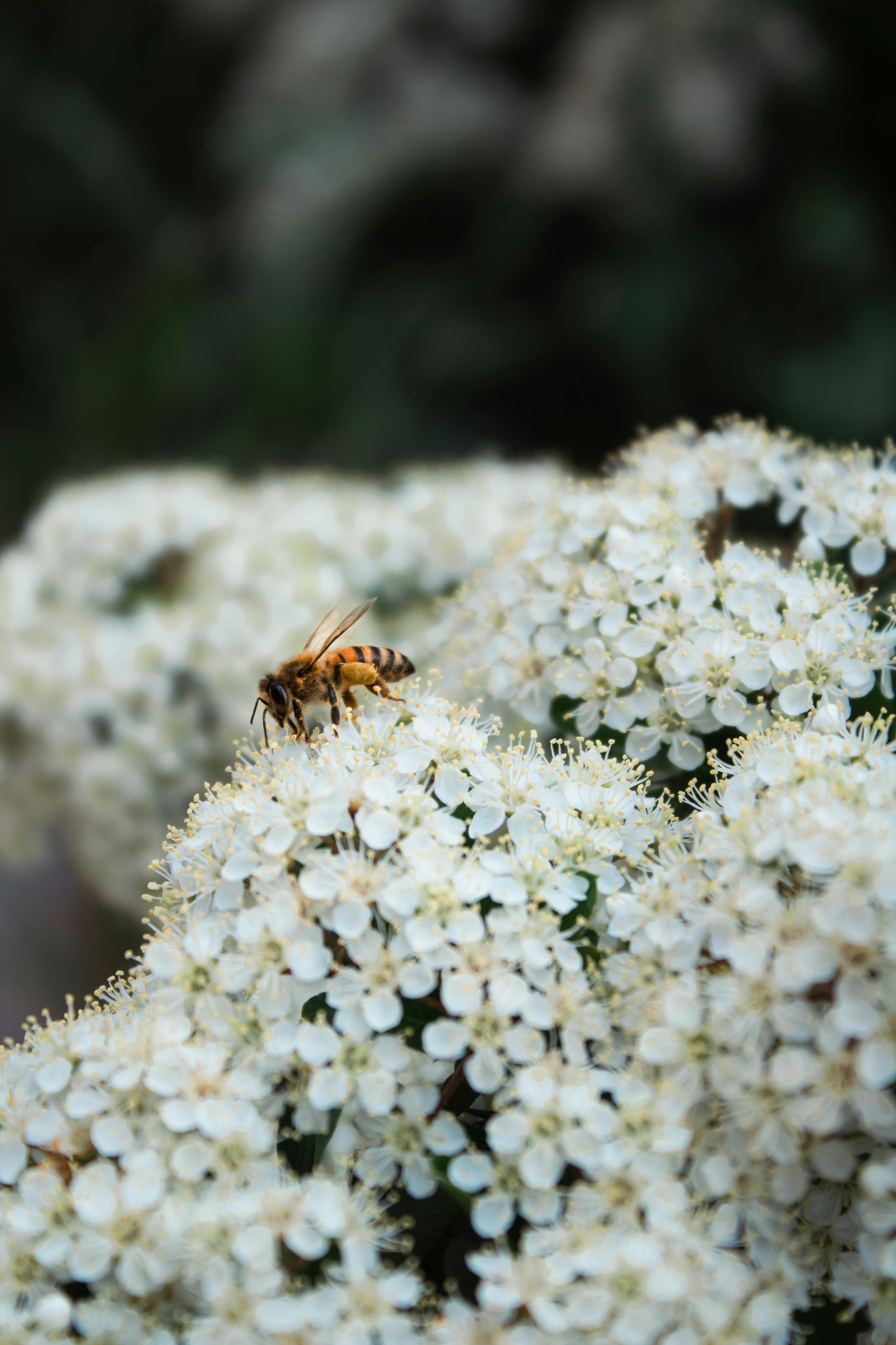 A bee pollinating white flowers in Mardin, Türkiye, captured in a natural setting.