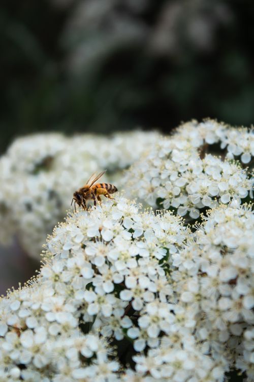 Free A bee pollinating white flowers in Mardin, Türkiye, captured in a natural setting. Stock Photo