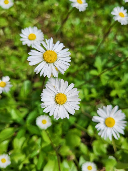 갤럭시 바탕화면, 꽃, 꽃밭의 무료 스톡 사진