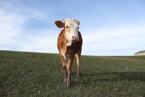 Δωρεάν στοκ φωτογραφιών με αγελάδα, αγελάδες, αγρόκτημα