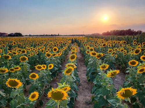 Безкоштовне стокове фото на тему «Захід сонця, захід сонця небо, квіти»
