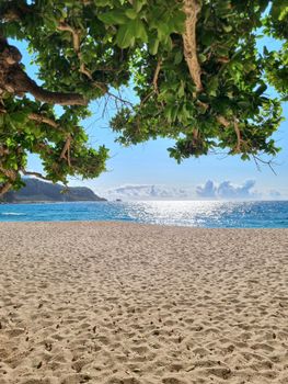 Sunlit tropical beach with lush tree canopy framing the tranquil sea and sandy shore.