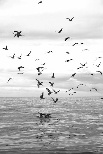 Captivating black and white seagulls soaring over the ocean in Istanbul, captured in vertical format.