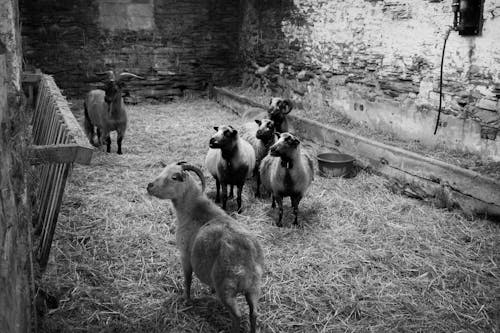 Black and white photo of sheep in a barn