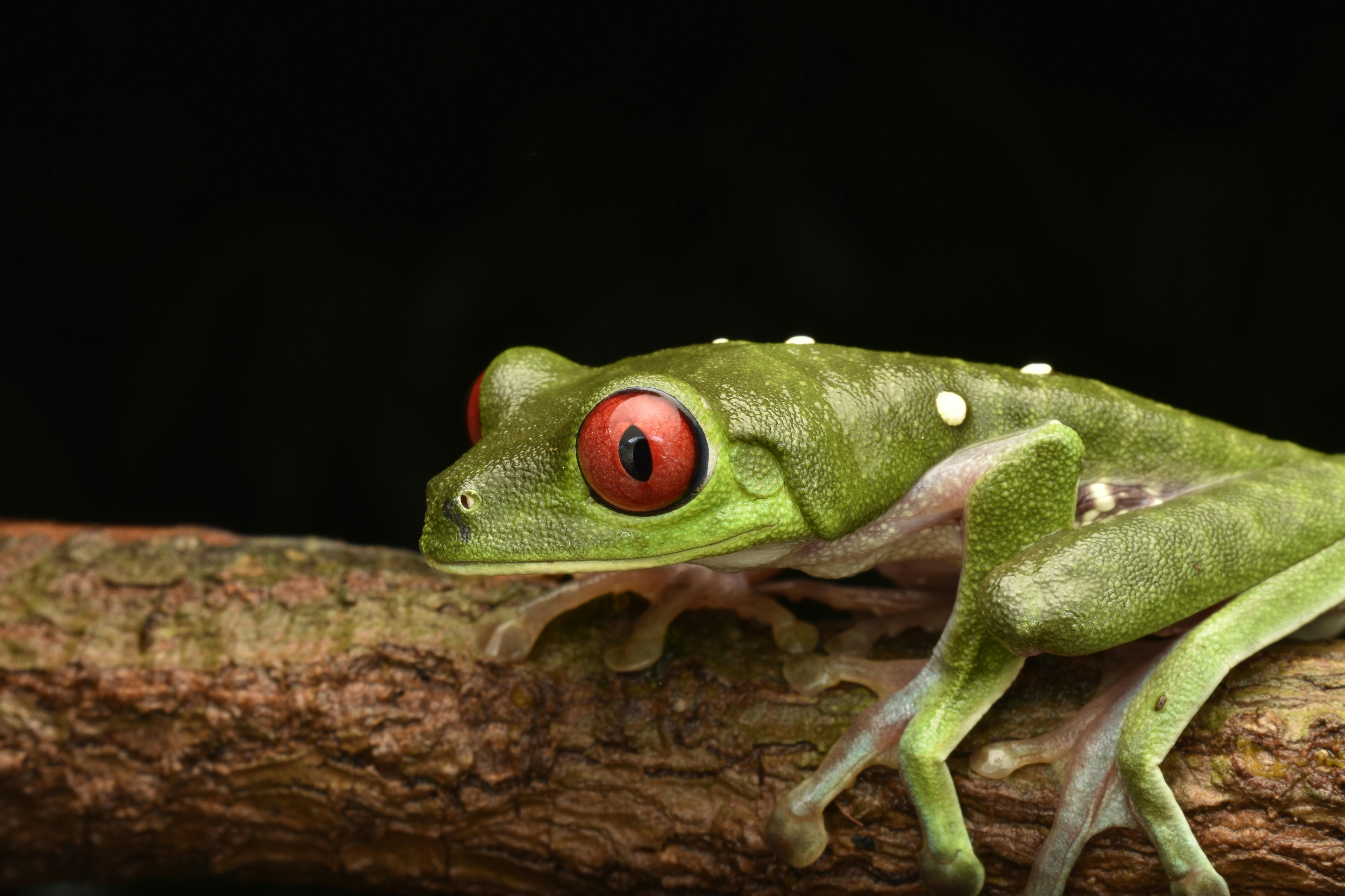 close up of a green frog on a branch