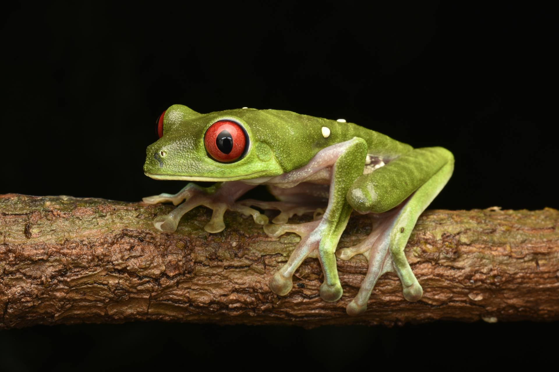 Green Red-Eyed Tree Frog on a Branch