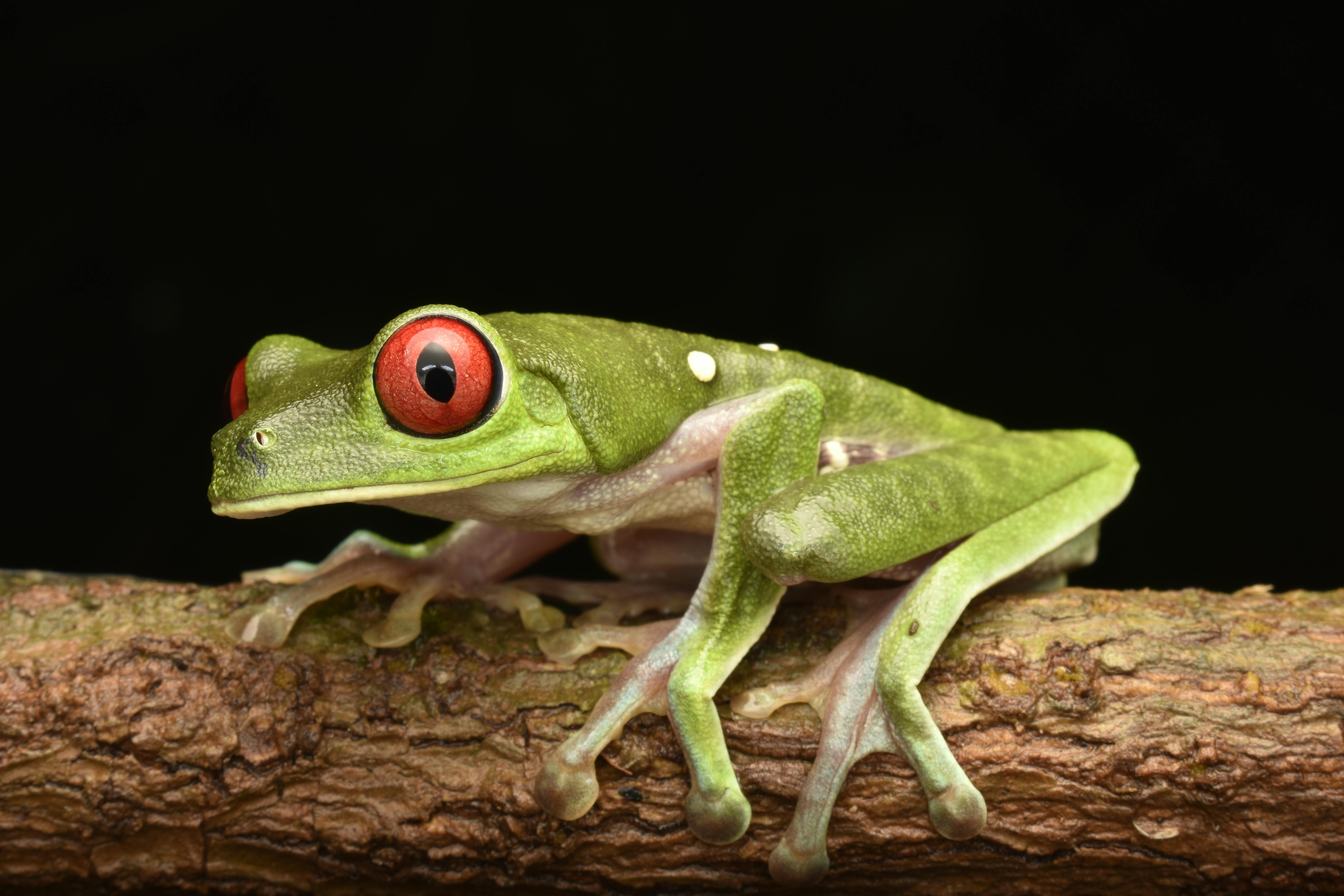 close up of a red eyed tree frog on a branch