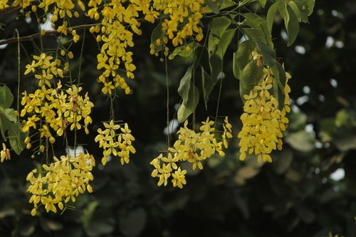 Free Yellow Cassia Fistula flowers hanging from branches, depicting natural beauty in spring. Stock Photo