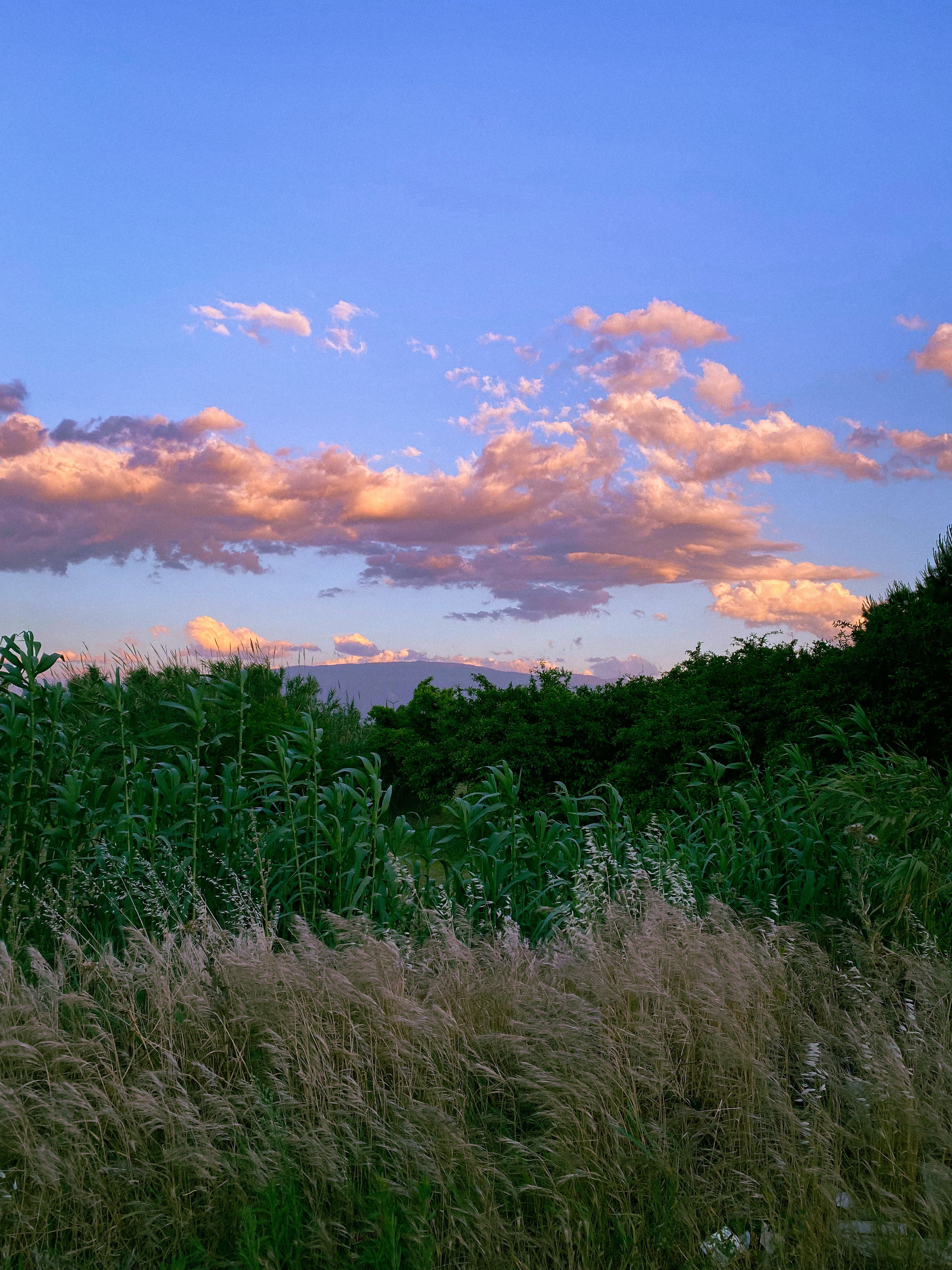 Stunning view of Aydın countryside with grassy fields and colorful twilight clouds.