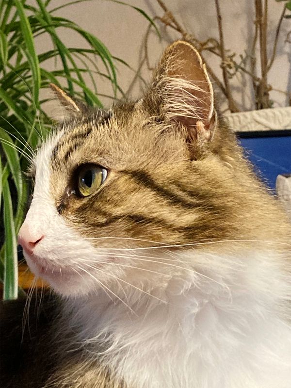 Portrait félin
