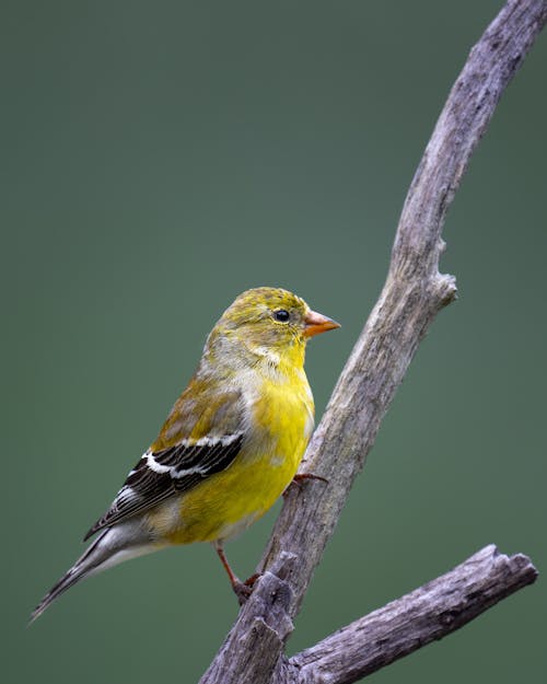 Základová fotografie zdarma na téma divočina, divoký, ornitologie
