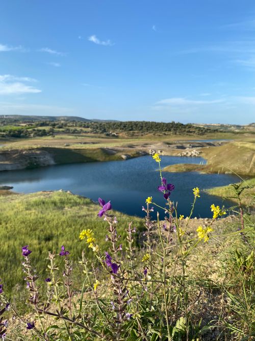 Free A picturesque lake surrounded by vibrant wildflowers under a clear blue sky. Stock Photo