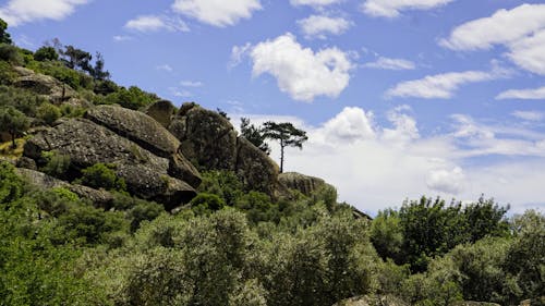 A tree on a rocky hillside with a blue sky