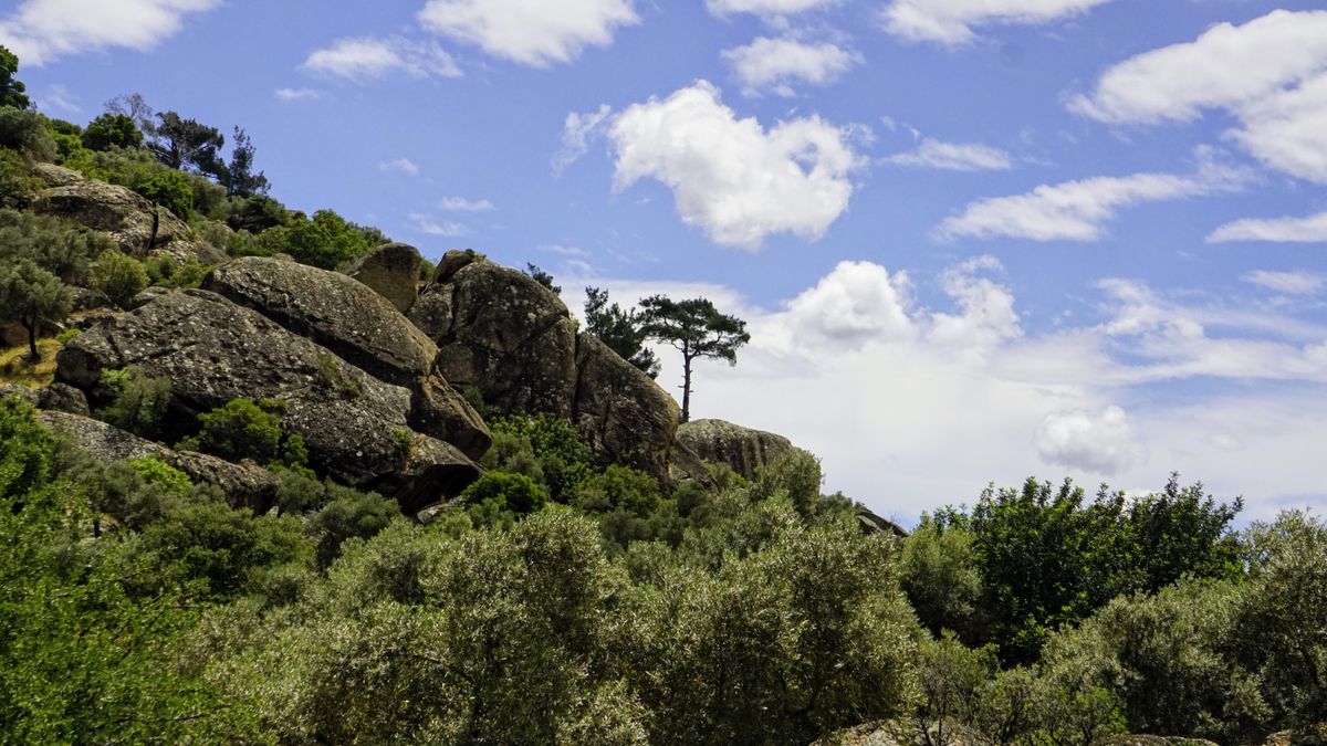 Rocks among shrubs on a hill