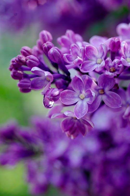 Foto profissional grátis de flor bonita, gotícula de água