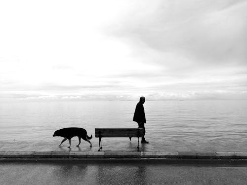 개, 걷고 있는, 남자의 무료 스톡 사진