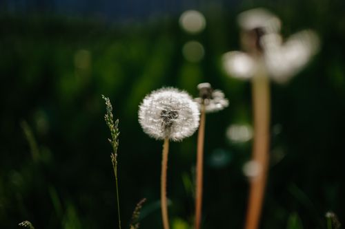 Free Detailed view of dandelion seed heads with selective focus in a lush spring field. Stock Photo