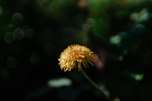 A single yellow flower in the middle of a blurry background