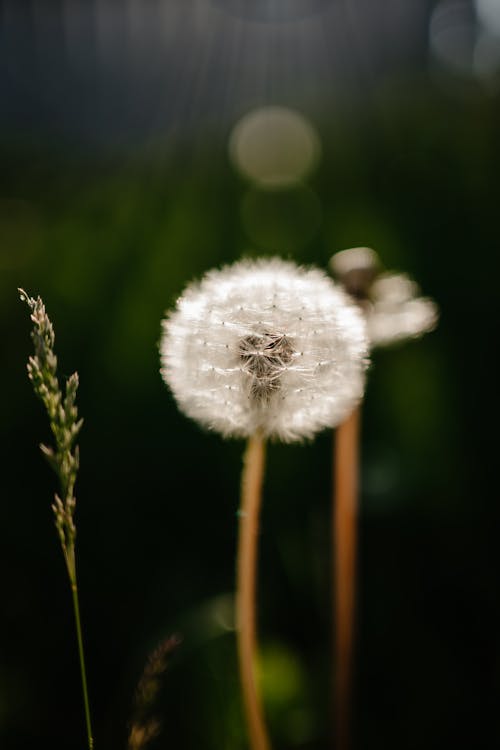 A dandelion is shown in the sun with some grass