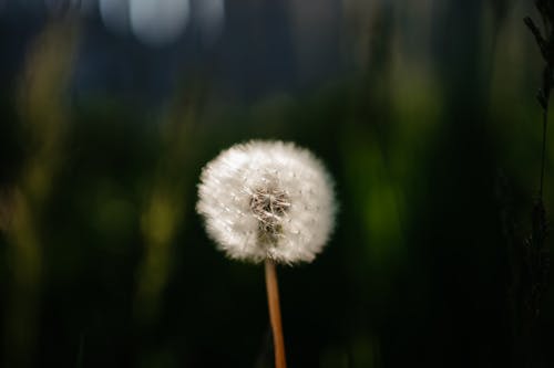 A dandelion in the grass with a blurry background