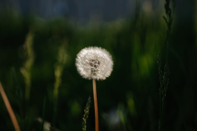 Spring Dandelion Clock